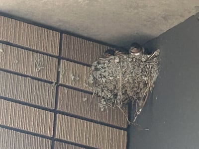 ツバメの成長日記