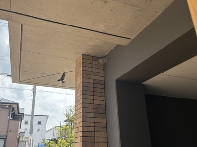 ツバメが！！！戻ってきました